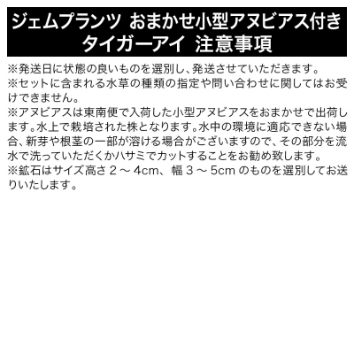 ジェムプランツ おまかせ小型アヌビアス付き タイガーアイ 1個|09_chm-av0101