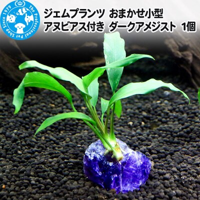 ジェムプランツ おまかせ小型アヌビアス付き ダークアメジスト 1個|09_chm-aw0101