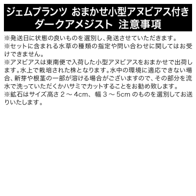 ジェムプランツ おまかせ小型アヌビアス付き ダークアメジスト 1個|09_chm-aw0101