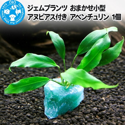 ジェムプランツ おまかせ小型アヌビアス付き アベンチュリン 1個|09_chm-ay0101