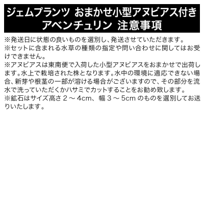 ジェムプランツ おまかせ小型アヌビアス付き アベンチュリン 1個|09_chm-ay0101