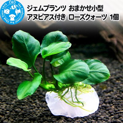 ジェムプランツ おまかせ小型アヌビアス付き ローズクォーツ 1個|09_chm-az0101