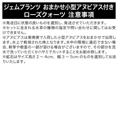 ジェムプランツ おまかせ小型アヌビアス付き ローズクォーツ 1個|09_chm-az0101