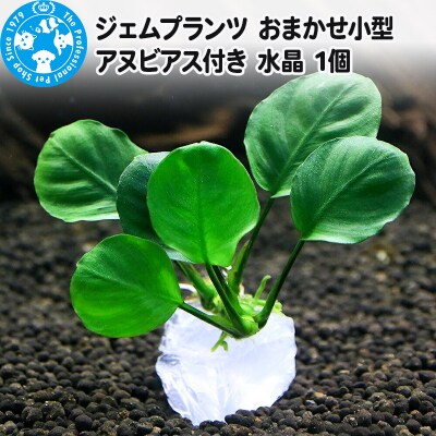 ジェムプランツ おまかせ小型アヌビアス付き 水晶 1個|09_chm-b00101