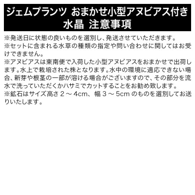 ジェムプランツ おまかせ小型アヌビアス付き 水晶 1個|09_chm-b00101