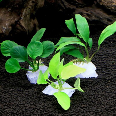ジェムプランツ おまかせ小型アヌビアス付き 水晶 1個|09_chm-b00101