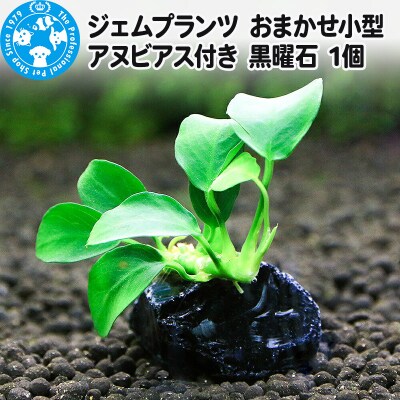 ジェムプランツ おまかせ小型アヌビアス付き 黒曜石 1個|09_chm-b20101