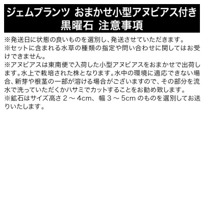 ジェムプランツ おまかせ小型アヌビアス付き 黒曜石 1個|09_chm-b20101