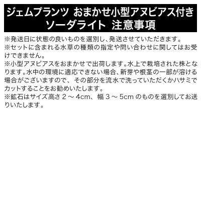 ジェムプランツ おまかせ小型アヌビアス付 ソーダライト 1個|09_chm-b40101