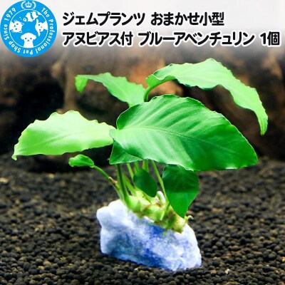 ジェムプランツ おまかせ小型アヌビアス付 ブルーアベンチュリン 1個|09_chm-b60101