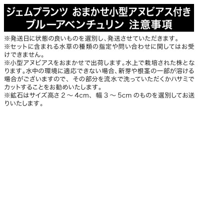 ジェムプランツ おまかせ小型アヌビアス付 ブルーアベンチュリン 1個|09_chm-b60101
