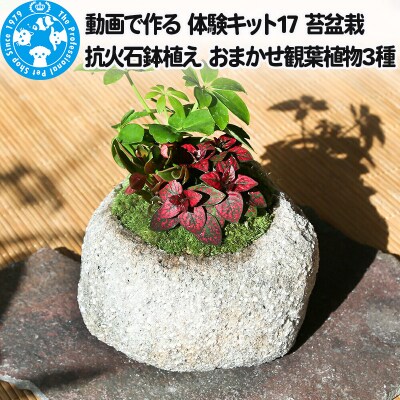 動画で作る 体験キット17 苔盆栽 抗火石鉢植え おまかせ観葉植物3種|09_chm-bd0101
