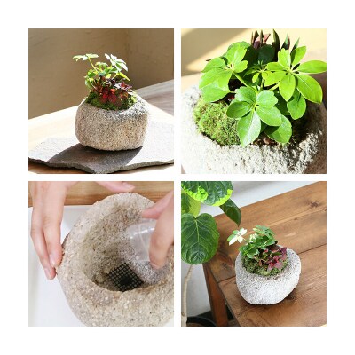 動画で作る 体験キット17 苔盆栽 抗火石鉢植え おまかせ観葉植物3種|09_chm-bd0101