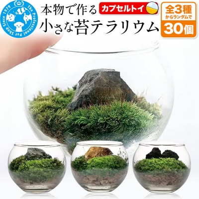 小さな苔テラリウム カプセルトイ 30個セット 株式会社チャーム|09_chm-dl3001