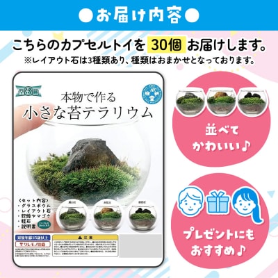 小さな苔テラリウム カプセルトイ 30個セット 株式会社チャーム|09_chm-dl3001
