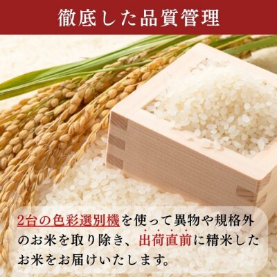 【先行予約】《 令和8年産 新米 》 こしひかり 精米 20kg 瑞穂 豊米 ゆたかまい