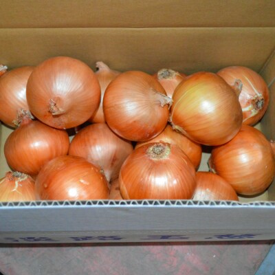 【完熟玉ねぎ予約】淡路島産たまねぎ　5kg 甘さに自信!!ほんまもん!!　◆R8.5月末～発送.