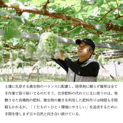 マスカットジパング 1房(900g以上)内田農園 岡山県 瀬戸内市 邑久町産  [2174003]