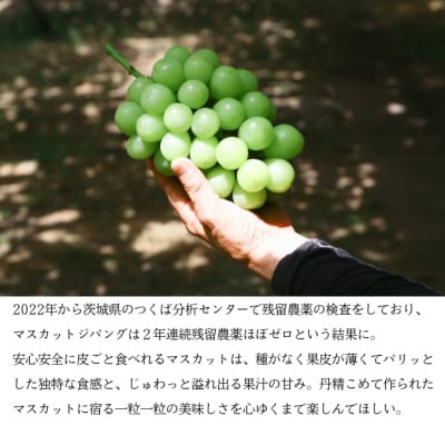 マスカットジパング 1房(900g以上)内田農園 岡山県 瀬戸内市 邑久町産  [2174003]