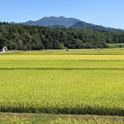 新潟県 三条市 しただ産「なつひめ」 5kg 白米 新米 令和8年 新品種 【010S897】