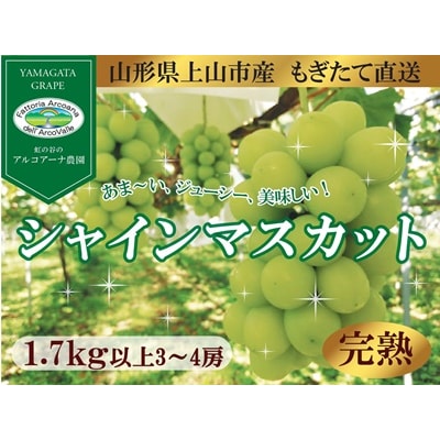 【樹上完熟】シャインマスカット　1.7kg(もぎたて直送)　0148-2623
