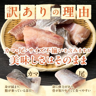 訳あり!天然 白鮭 甘口 切身 約1.5kg バラ凍結 大袋ジッパー(a10-1177)