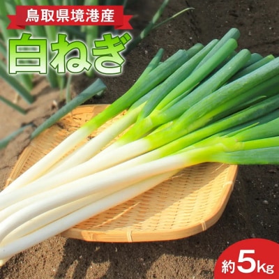 <先行予約受付中!11月上旬～3月下旬発送予定>白ねぎ(約5kg) 