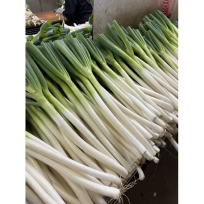 <11月上旬～4月下旬発送予定>白ねぎ(3kg)