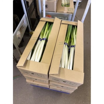<11月上旬～4月下旬発送予定>白ねぎ(3kg)