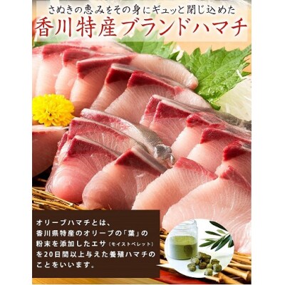 期間限定受付　オリーブハマチ1本まるごと(半身カット)【C-232】