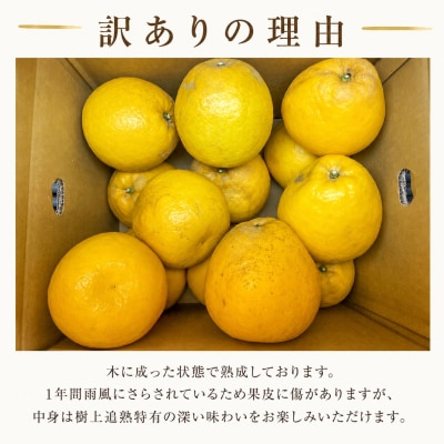 木成り追熟 訳あり 愛南ゴールド約10kg (箱込み)河内晩柑 みかん エニシトラス 愛媛県 愛南町