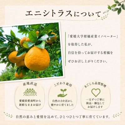 木成り追熟 訳あり 愛南ゴールド約10kg (箱込み)河内晩柑 みかん エニシトラス 愛媛県 愛南町