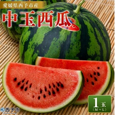 スイカ <愛媛県西予市産 中玉西瓜 1玉> 果物 えひめ 愛媛 すいか