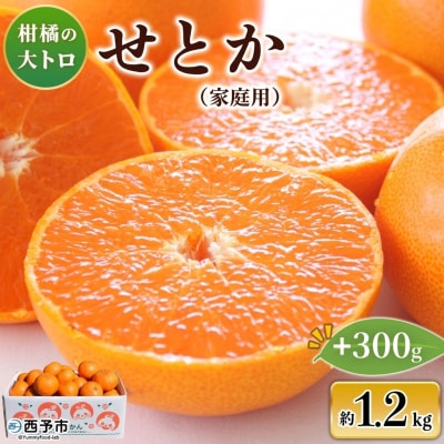 先行受付<せとか(家庭用)1.2kg+300g>愛媛 えひめ 高評価 わけあり 訳あり 