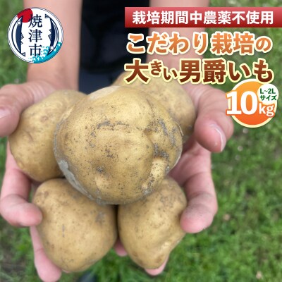 栽培期間中農薬不使用 こだわり栽培の大きい男爵いも10kg(a11-221)