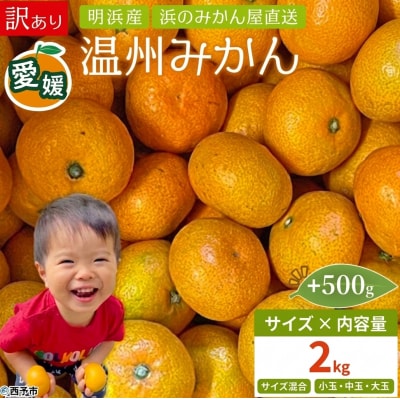 +500g<訳あり 温州みかん 約2kg> 家庭用 小玉 中玉 大玉 明浜産 果物 