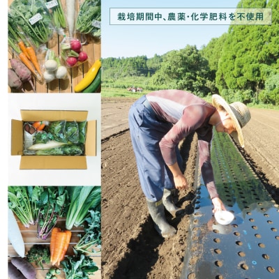 【鹿児島県南さつま市産】福元農園 旬のお野菜 おまかせセット 1箱(5～8品目)野菜 詰め合わせ