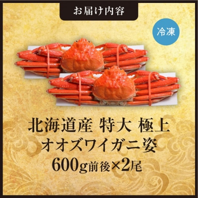 北海道産特大極上オオズワイガニ姿　600g前後×2尾_hs408-017