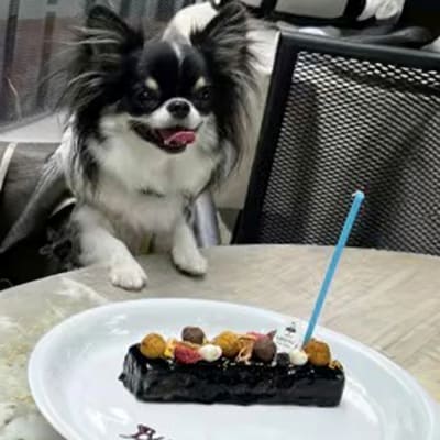 ペットフード　ザッハトルテ
