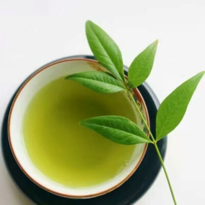 【定期便6回】八女茶　煎茶セット　100g×2袋