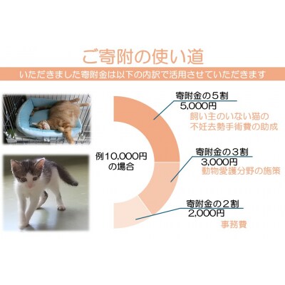 飼い主のいない猫の不妊去勢手術支援～不幸な命を増やさないために～ K011