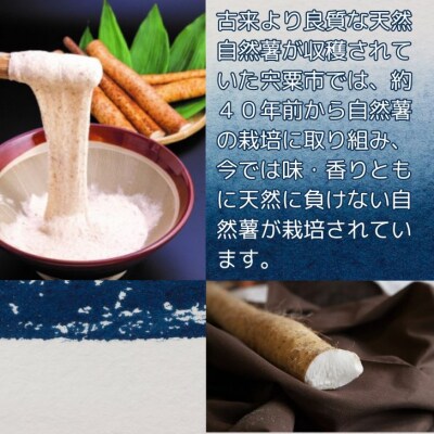 【令和8年産　先行受付】しそうの自然薯　K7