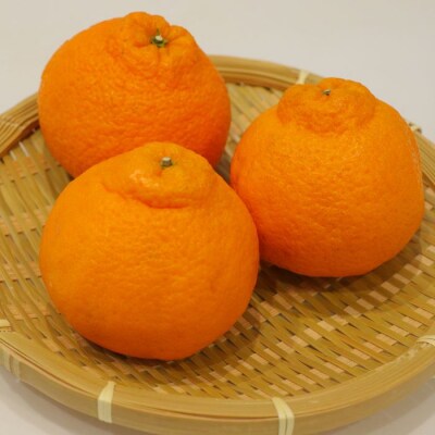 ハウス不知火(デコポン) 2.7kg【先行受付中!令和9年1月上旬頃より発送!】【A-115】
