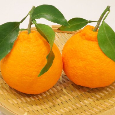 不知火(デコポン)2.7kg【先行受付中!令和9年3月上旬頃より発送!】【A-116】
