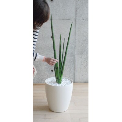 サンセベリア(造花)GW-702