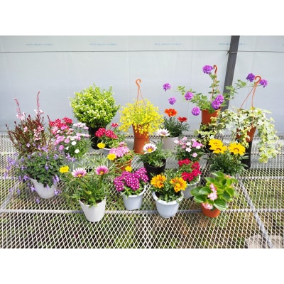 お楽しみ季節の鉢植え(小)