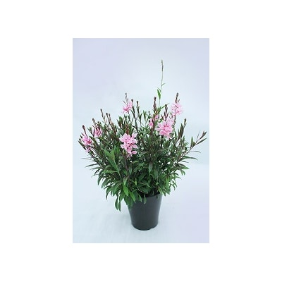 お楽しみ季節の鉢植え(中)
