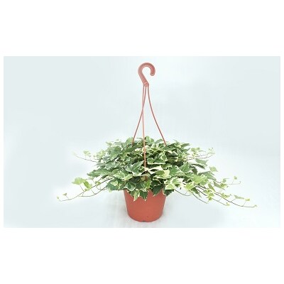 お楽しみ季節の鉢植え(特大)