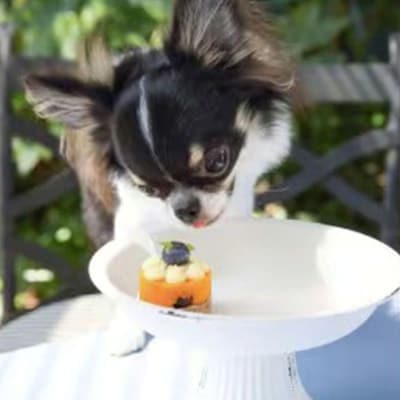 ペットフード(犬のおやつ)　小型犬用鹿肉のタルトケーキ風セット