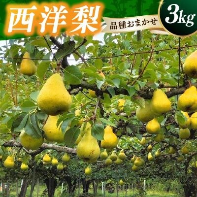 西洋梨(品種おまかせ)3kg　0030-2625